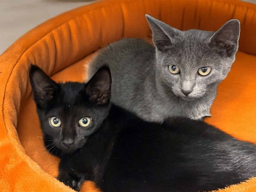 POPPY, a cat for adoption from Humane Society of Broward County