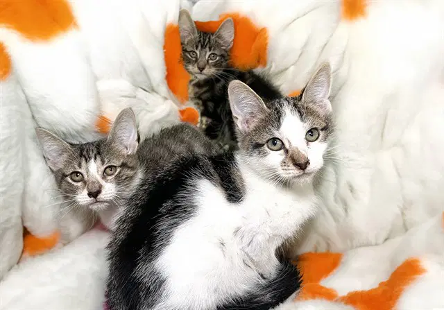 Mae - Domestic Short Hair