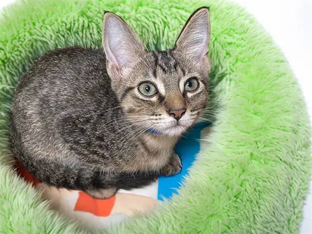 Rooster - Domestic Short Hair