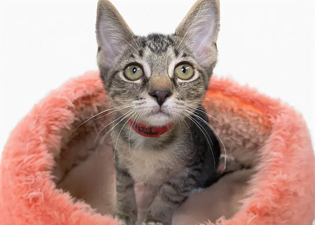 Delia - Domestic Short Hair