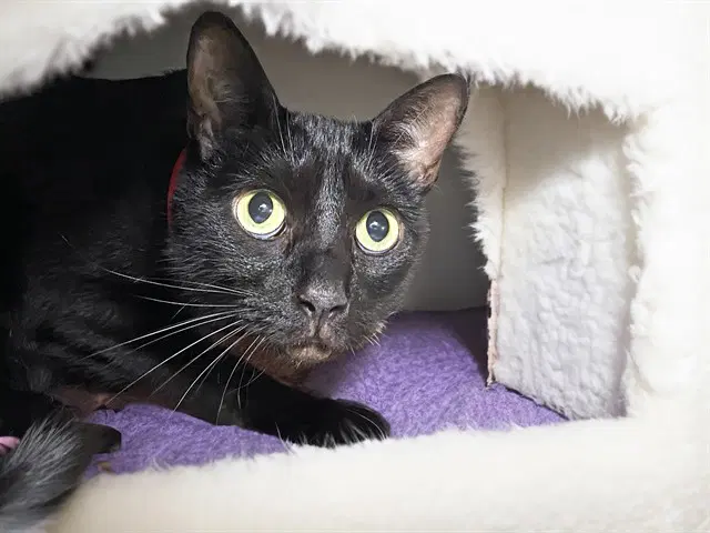Hallie - Domestic Short Hair