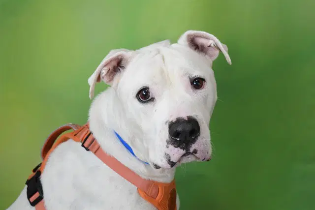 Martin - Dogo Argentino