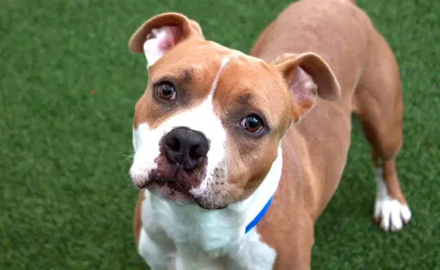 Buddy - Boxer