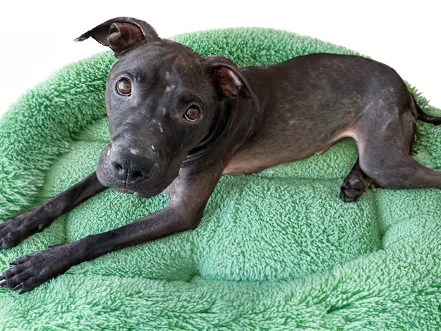 Flounder - American Staffordshire Terrier