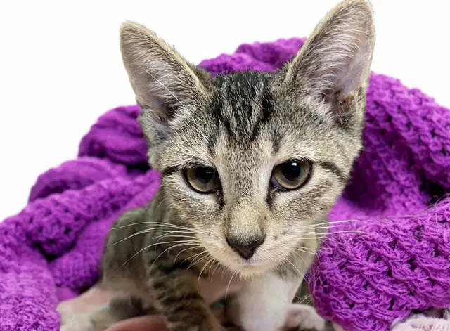 Desiree - Domestic Short Hair