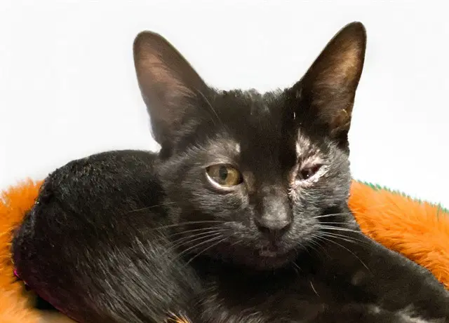 Forrest - Domestic Short Hair