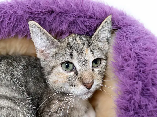 Rooty - Domestic Short Hair