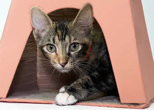 Harriet - Domestic Short Hair