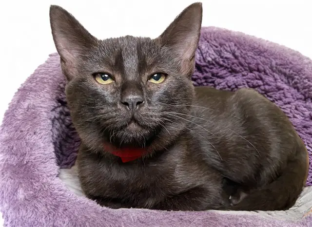 Opal May - Domestic Short Hair