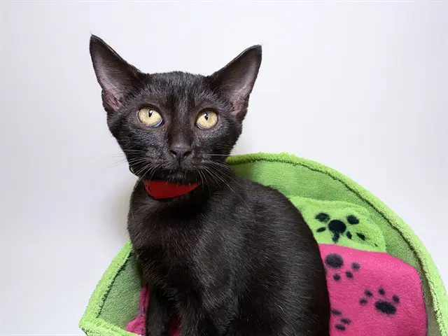 Onxy - Domestic Short Hair