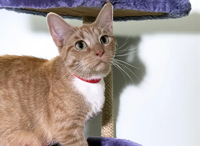 Socks - Domestic Short Hair