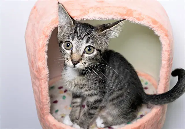 Maggie - Domestic Short Hair