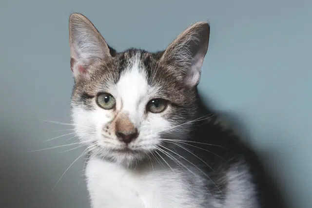 Stetman - Domestic Short Hair