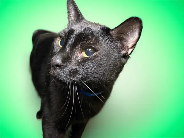 Dean - Domestic Short Hair