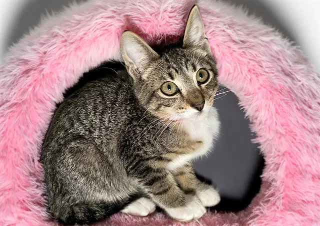 Lace - Domestic Short Hair