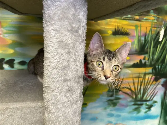 Harlow - Domestic Short Hair