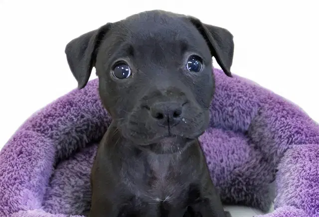 Roxy - Labrador Retriever