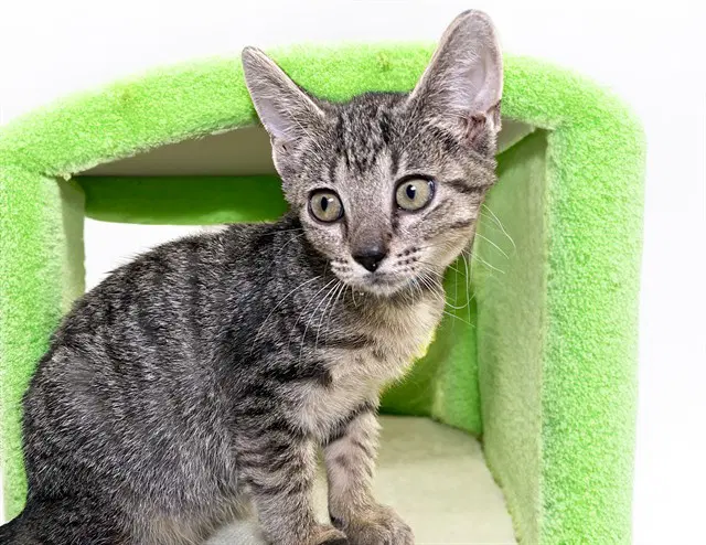 Danny - Domestic Short Hair