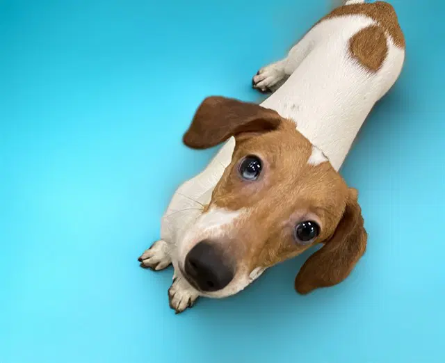 Myers - Dachshund