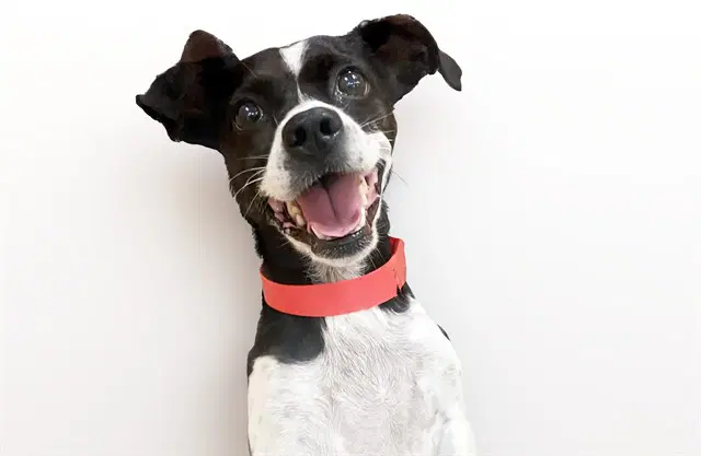 Oreo - Chihuahua