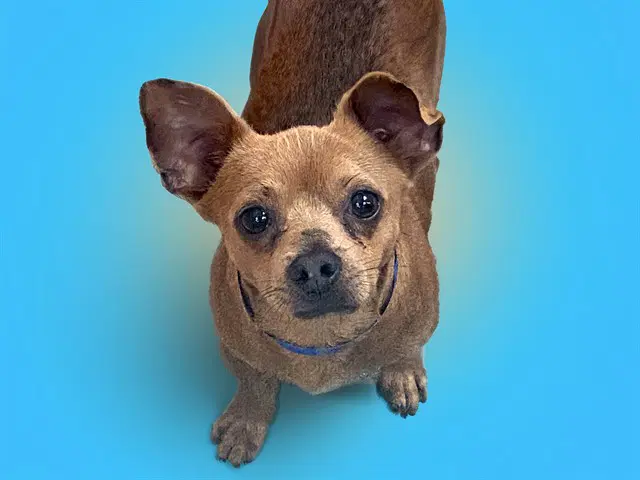Chase - Chihuahua