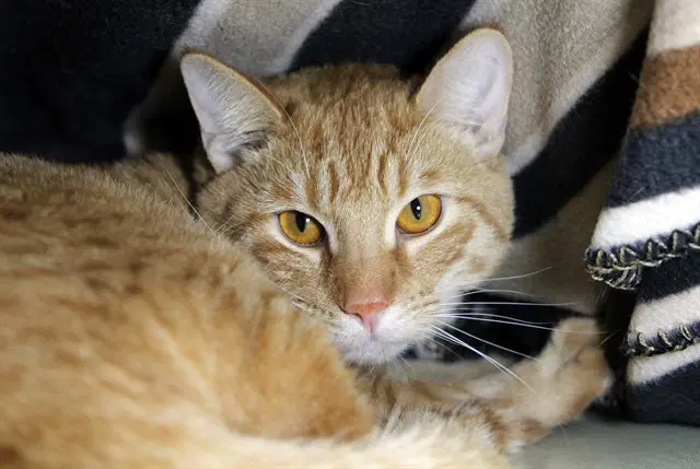 Eugie - Domestic Short Hair