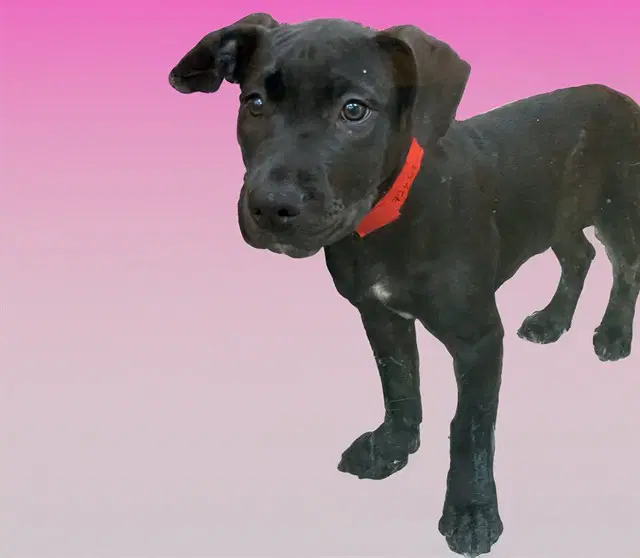 Morticia - Pit Bull Terrier