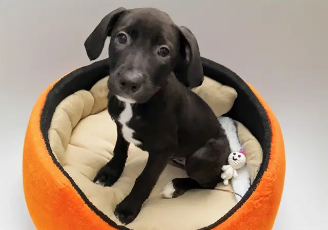Honey - Labrador Retriever