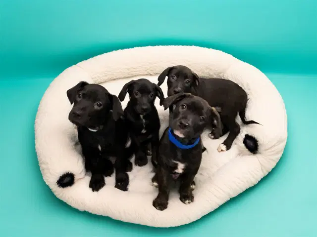 Henry - Labrador Retriever