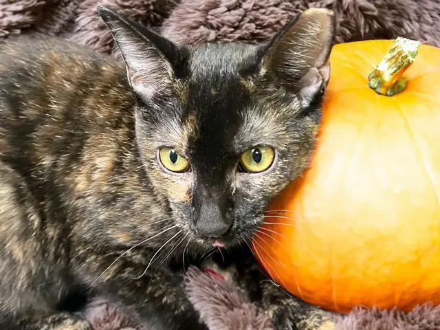 Pumpkin - Domestic Short Hair