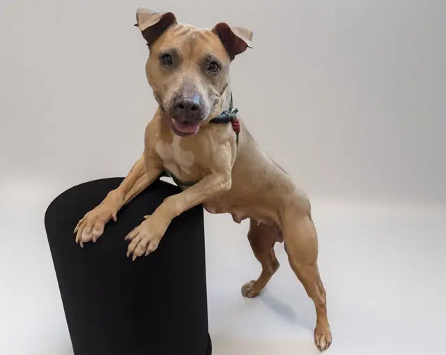 Stray Not Available - American Staffordshire Terrier