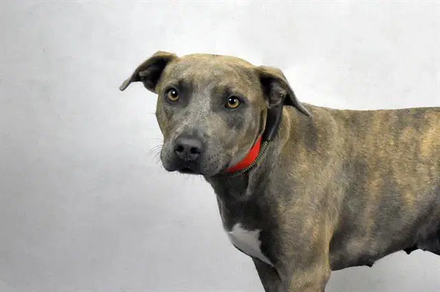 Eclipse - Labrador Retriever