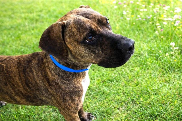 Rex