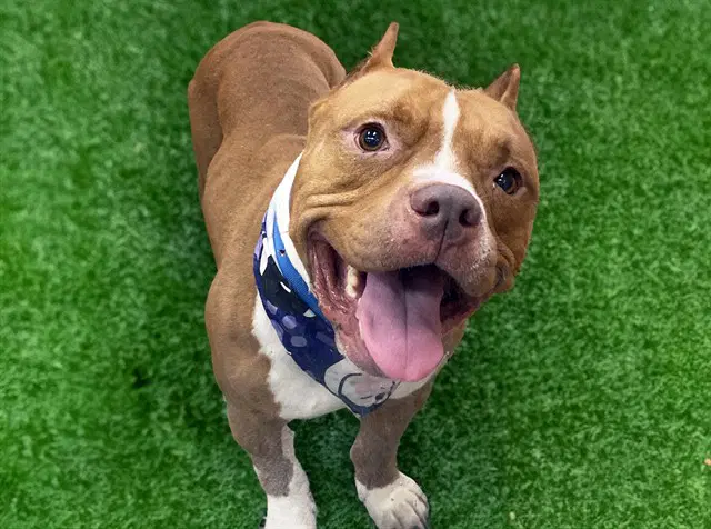 Dmx - American Bulldog