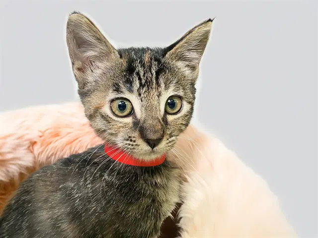 Ruby - Domestic Short Hair