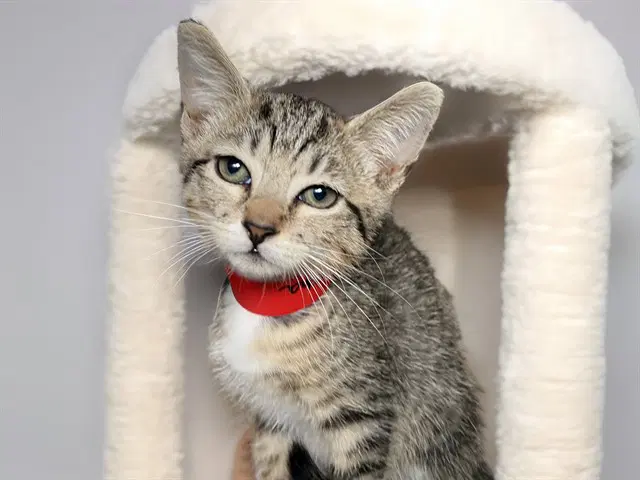 Sasha - Domestic Short Hair