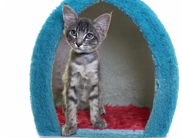 Pikachu - Domestic Short Hair