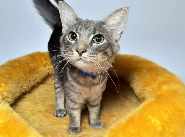 Pikachu - Domestic Short Hair