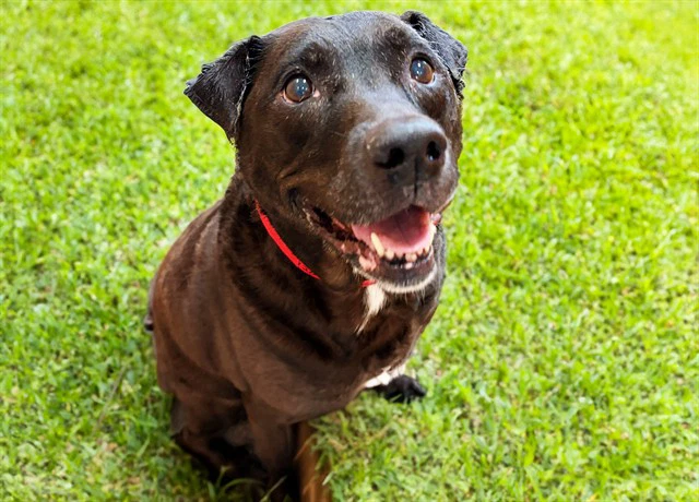 Coco