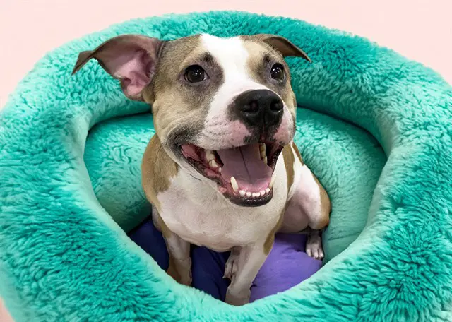 Roscoe - American Staffordshire Terrier