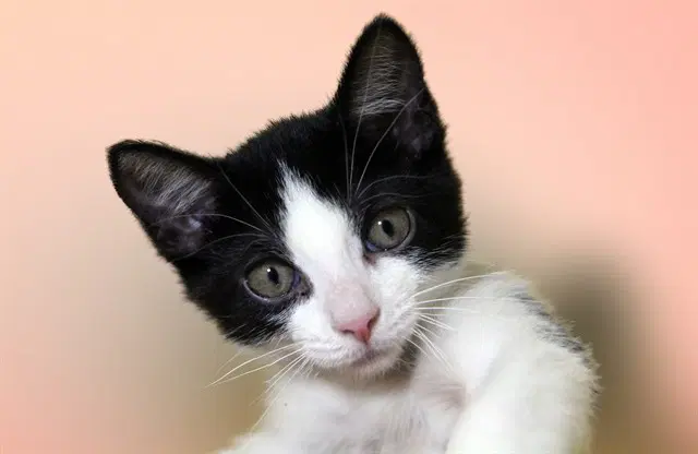 Maple - Domestic Short Hair