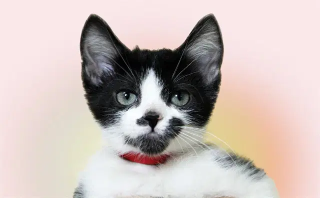 Petunia - Domestic Short Hair
