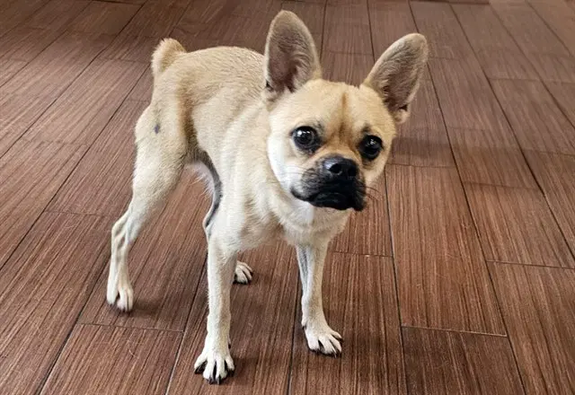 Stray Not Available - French Bulldog