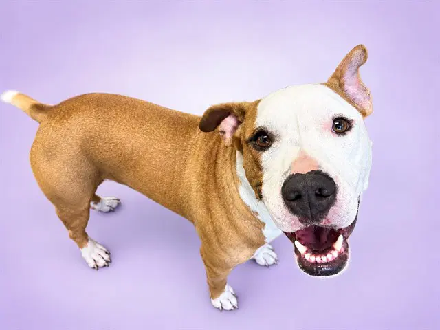 Milo - Boxer