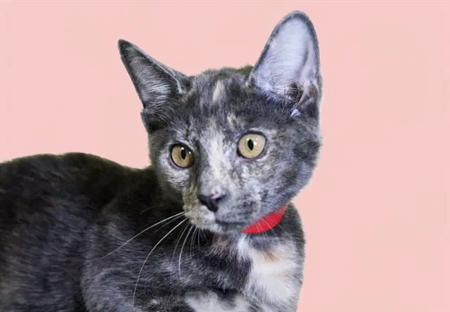 Zelda - Domestic Short Hair