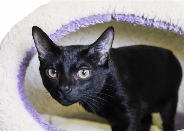 Sabrina - Domestic Short Hair