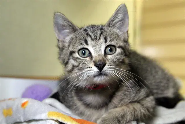 Dolly - Domestic Short Hair