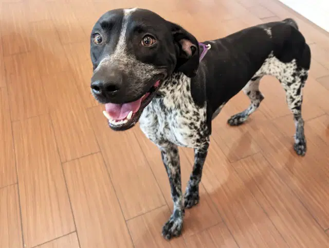 Stray Not Available - English Pointer