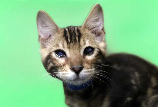 Echo - Bengal