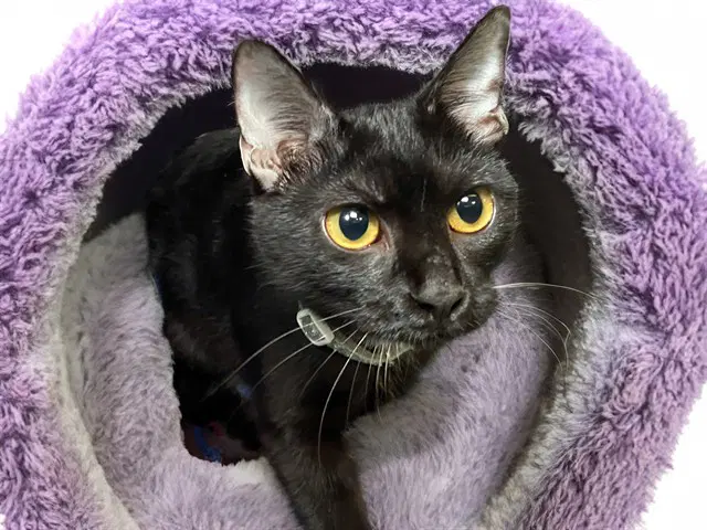 Cocoa - Domestic Short Hair